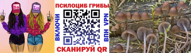 магазин продажи Приволжск Псилоцибиновые грибы Cubensis